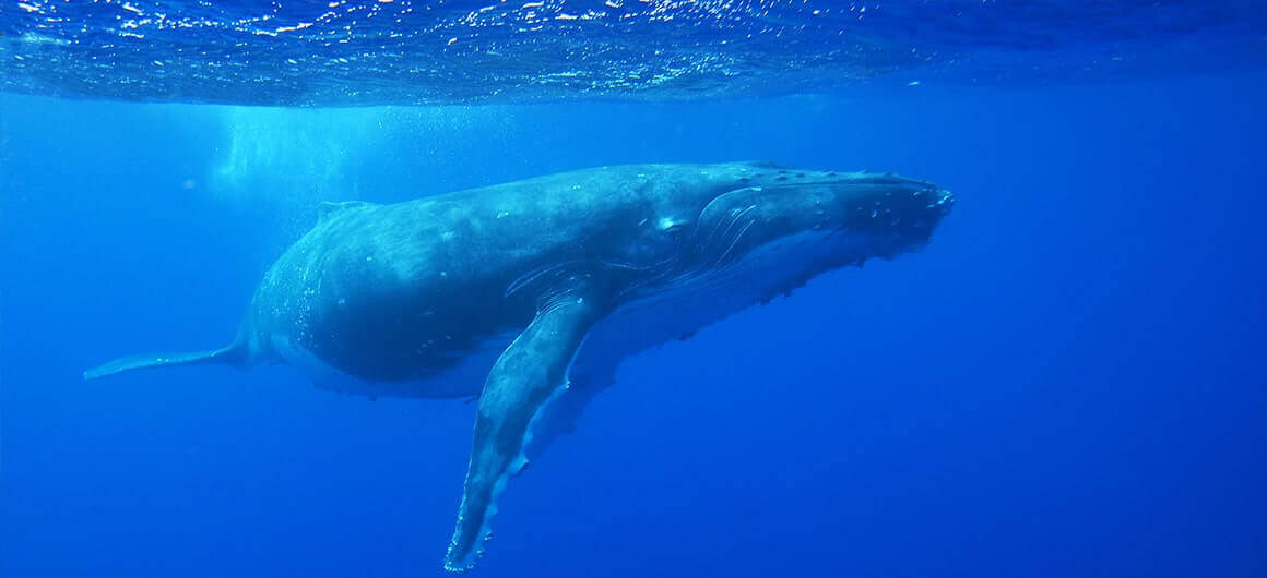 Thiết bị thủy văn và hải dương học JFE Advantech 